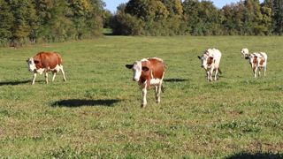 Il sera « indispensable » de maintenir les prix du lait en 2023