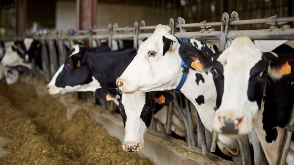 Avec l'évolution de la génétique et de la productivité des vaches laitières, leurs besoins en oligo-éléments pourraient être plus importants. (©Virbac)