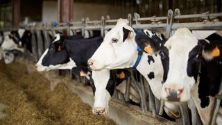 Avec l'évolution de la génétique et de la productivité des vaches laitières, leurs besoins en oligo-éléments pourraient être plus importants. (©Virbac) Avec l'évolution de la génétique et de la productivité des vaches laitières, leurs besoins en oligo-éléments pourraient être plus importants. (©Virbac)