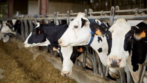 Avec l'évolution de la génétique et de la productivité des vaches laitières, leurs besoins en oligo-éléments pourraient être plus importants. (©Virbac) Avec l'évolution de la génétique et de la productivité des vaches laitières, leurs besoins en oligo-éléments pourraient être plus importants. (©Virbac)
