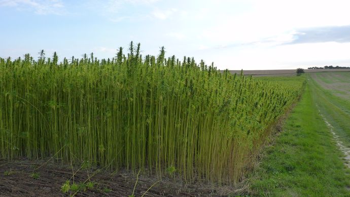 Témoignage d'un producteur de chanvre dans l'Yonne