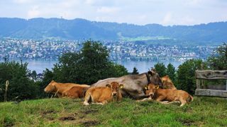 La principale motivation, pour se lancer dans l'agritourisme, relève de « l'humain » : l'envie de « rencontrer du monde et de partager sa passion pour l'agriculture ». (©Pixabay) La principale motivation, pour se lancer dans l'agritourisme, relève de « l'humain » : l'envie de « rencontrer du monde et de partager sa passion pour l'agriculture ». (©Pixabay)