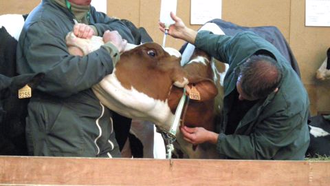 Face à la désertification vétérinaire en milieu rural, le gouvernement déploie depuis quelques années une feuille de route. (©Terre-net Média)