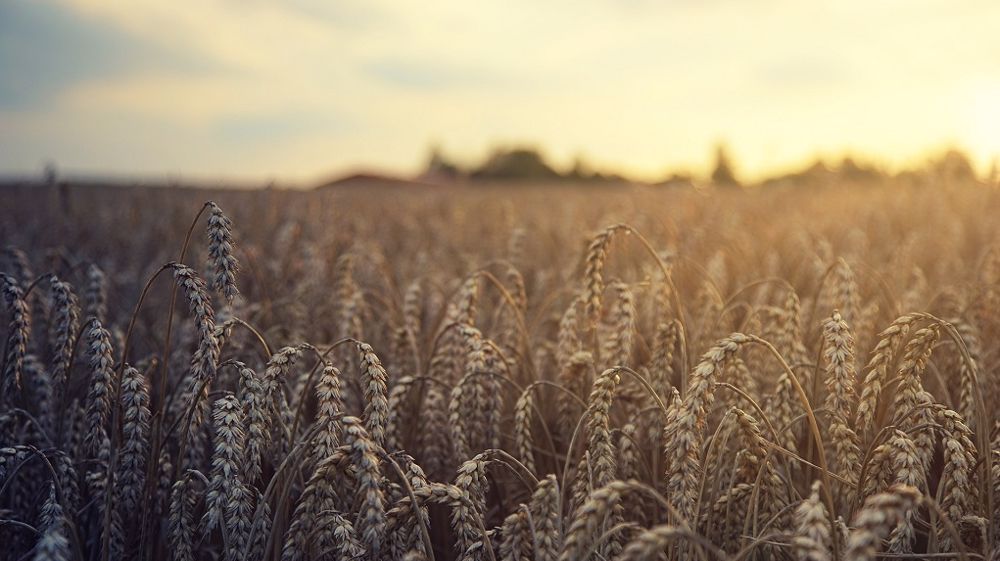 Philippe Fargeau partage son analyse sur les tendances marché du blé pour les mois à venir. (©Pixabay)