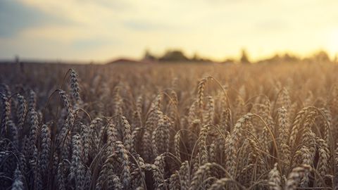 Philippe Fargeau partage son analyse sur les tendances marché du blé pour les mois à venir. (©Pixabay) Philippe Fargeau partage son analyse sur les tendances marché du blé pour les mois à venir. (©Pixabay)