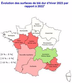 Evolution des surfaces de blé dur d'hiver 2023, par rapport à 2022