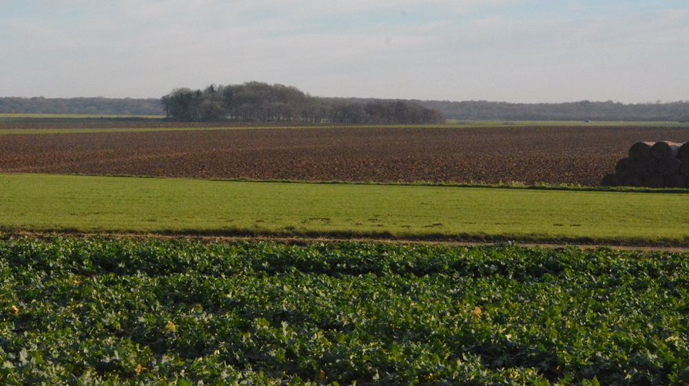 Avec les données au 1er février, Agreste met à jour ses estimations de surface des cultures d'hiver pour la campagne 2022/2023. (©Terre-net Média)