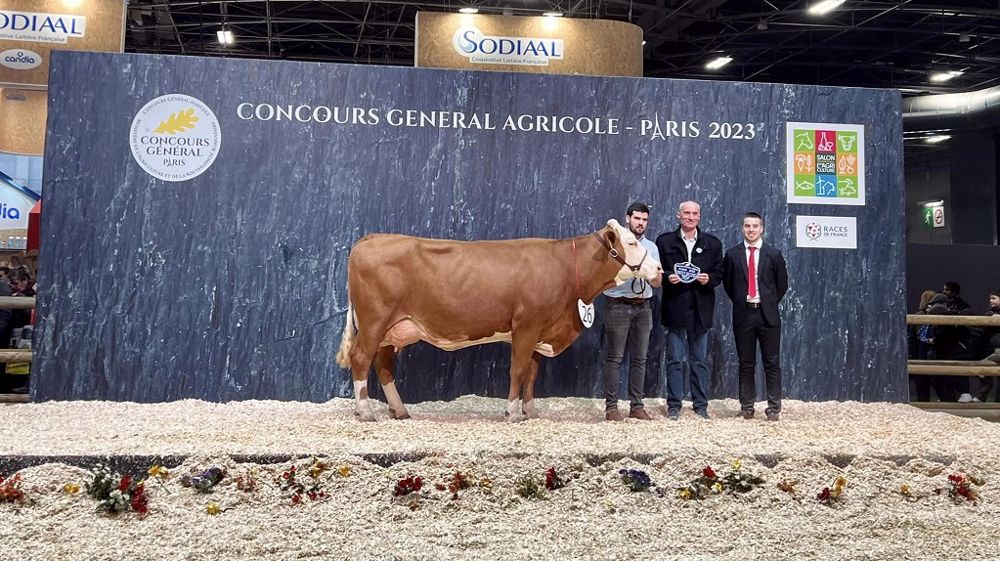 Odysée a raflé les titres de grande championne et meilleure mamelle adulte. (©Page Facebook du <a href="https://www.facebook.com/profile.php?id=100083293985103&__cft__[0]=AZWFn7I2gVEvK0UX8g8oaaI5tikXNkCBkRaYdOWyirp-l-vpJH1cf0hAMkFBX7yN21OaC7jZ_j1YrnEyrP_4jc2iYZT6EjlJHi7Ke6bb1hZUDIvdwsYrsGdRQUjRy9y-jwcUq-9TOq7nMlRkrbBpjXh8xcu_JIH8b0WEj1u82oWfj5_VLhF3BUFZAqmUSnBaQQM&__tn__=-UC%2CP-R" role="link" tabindex="0" title="Page Facebook du syndicat Simmental de Côte-d'Or" 