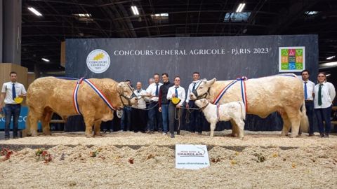 Poète et Praline les champions du concours Charolais Poète et Praline les champions du concours Charolais