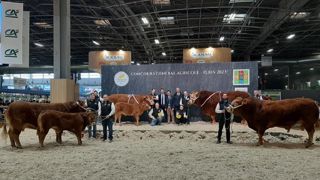 Mafia et Onyx sacrés champions du concours Limousin Mafia et Onyx sacrés champions du concours Limousin
