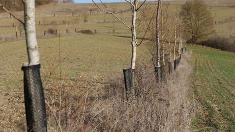 Agroforesterie et bande enherbées