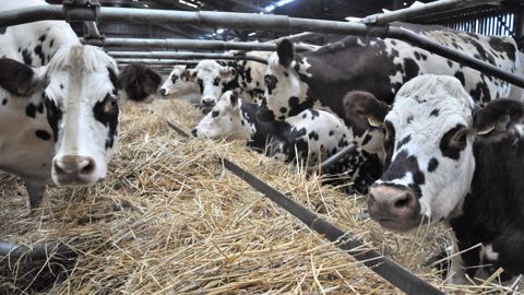 Le conseiller estime qu'une vache normande doit dégager 3 500 €/an de chiffre d'affaires pour un salaire de 800 €/VL/an. (©Terre-net Média) Le conseiller estime qu'une vache normande doit dégager 3 500 €/an de chiffre d'affaires pour un salaire de 800 €/VL/an. (©Terre-net Média)
