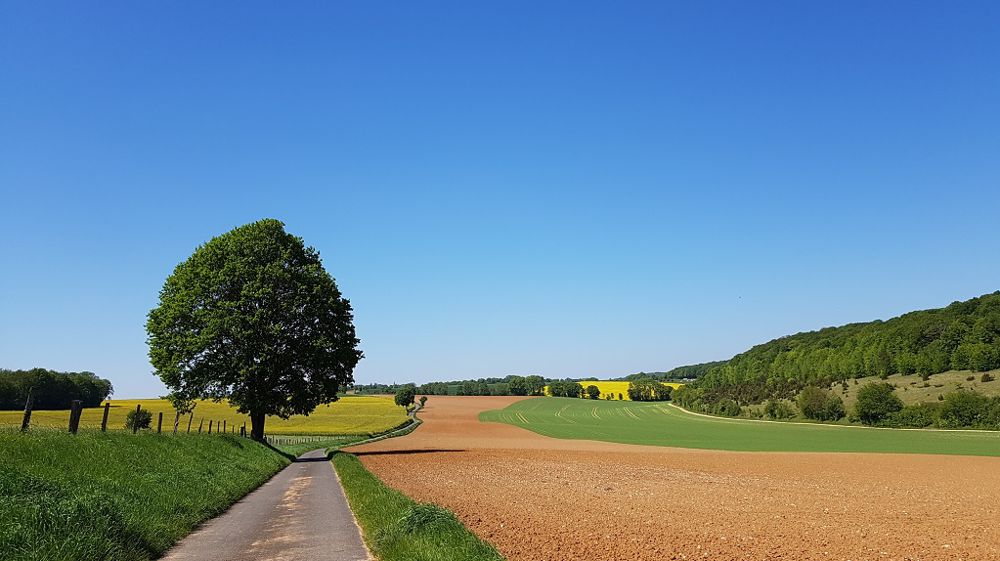 Pour réduire l'utilisation des produits phytosanitaires sur son exploitation, Jean-Pierre Arnould combine les leviers agronomiques. (©Terre-net Média)