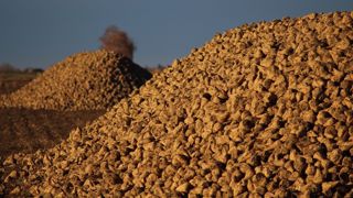 Entre concurrence avec la méthanisation et baisse de la production, il sera de plus en plus difficile pour les non-planteurs de prétendre aux coproduits de l'industrie sucrière. (©Terre-net Média)