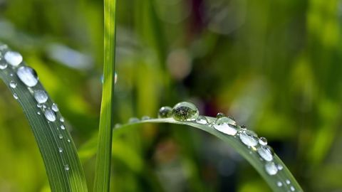 La pluie fait son grand retour, et ravit les éleveurs !