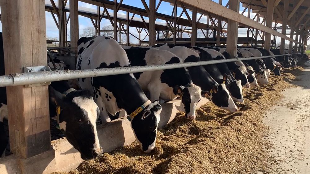 Les élevages de plus de 350 UGB seront concernés par la directive IED, soit seulement 3 % des élevages bovins de l'UE. (©Terre-net Média)