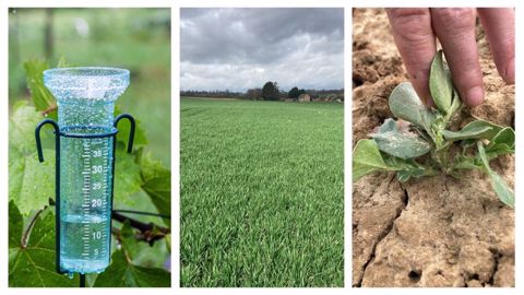 Après la sécheresse hivernale, la pluie rassure et profite aux cultures Après la sécheresse hivernale, la pluie rassure et profite aux cultures