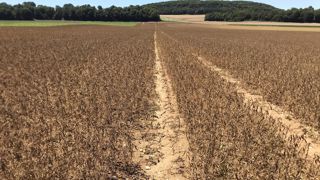 Le soja français, beaucoup de bruit pour peu d’hectares Le soja français, beaucoup de bruit pour peu d’hectares