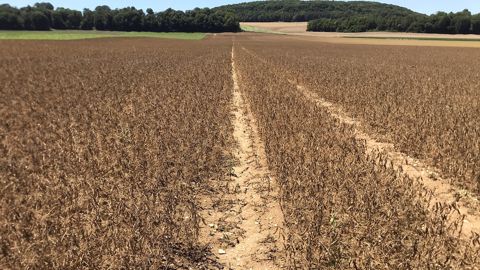 Le soja français, beaucoup de bruit pour peu d’hectares Le soja français, beaucoup de bruit pour peu d’hectares