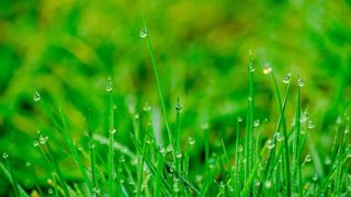 Après un déficit pluviométrique marqué, la pluie de mars soulage les éleveurs Après un déficit pluviométrique marqué, la pluie de mars soulage les éleveurs