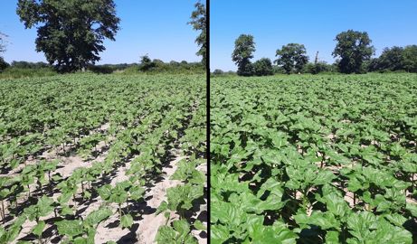 Comparaison entre des parcelles de tournesol : témoin à gauche et avec apport de lifofer à droite.