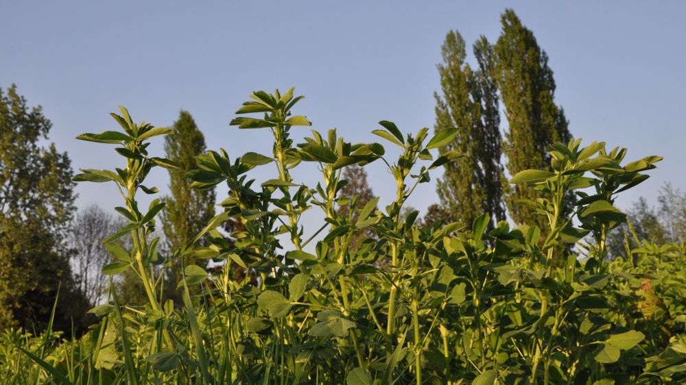Sur la précédente campagne, les ventes de semences ont diminué de 125 000 quintaux. (©Terre-net Média)