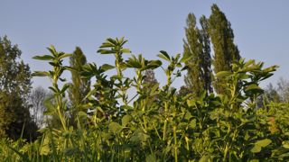 Sur la précédente campagne, les ventes de semences ont diminué de 125 000 quintaux. (©Terre-net Média)