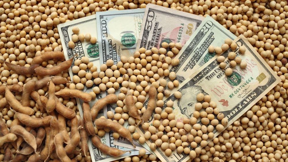 À la clôture de Chicago, vendredi 31 mars, la fève de soja à livraison mai 2023 avait grimpé de 31,0 c$/bu, à 15,05 $/bu (<a href="https://stock.adobe.com/fr/contributor/200463545/sima?load_type=author&prev_url=detail" target="_blank">©sima</a>, AdobeStock)