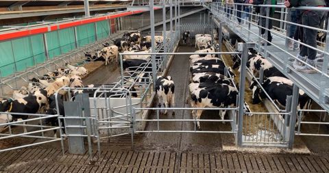 Stabulation vaches laitières avec alimentation centrale gérée par un système automatique