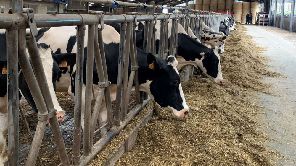 La tuberculose bovine se transmet principalement par voie respiratoire, même si la voie digestive peut exister également. (©Terre-net Média)