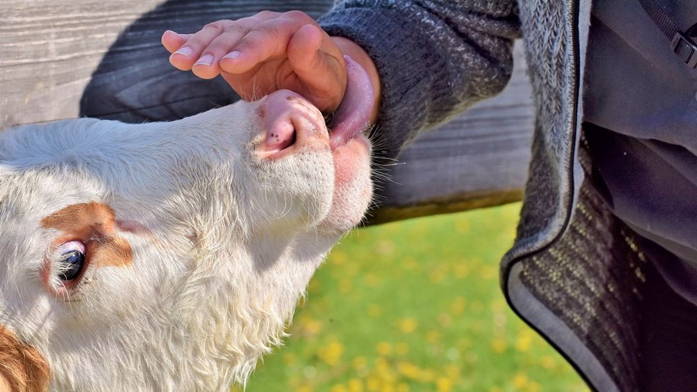 La réglementation sur le bien-être animal devrait être revue par le parlement européen d'ici la fin de l'année 2023. (© Pixabay - Ralphs_Fotos)