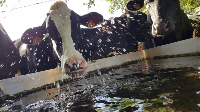 Si le pâturage est la ration la plus économe, il ne faut pas pour autant faire l'impasse sur l'abreuvement. A cette période, les besoins en eau des bovins augmentent, il faut donc bien réfléchir à son approvisionnement en eau. (©Terre-net Média)