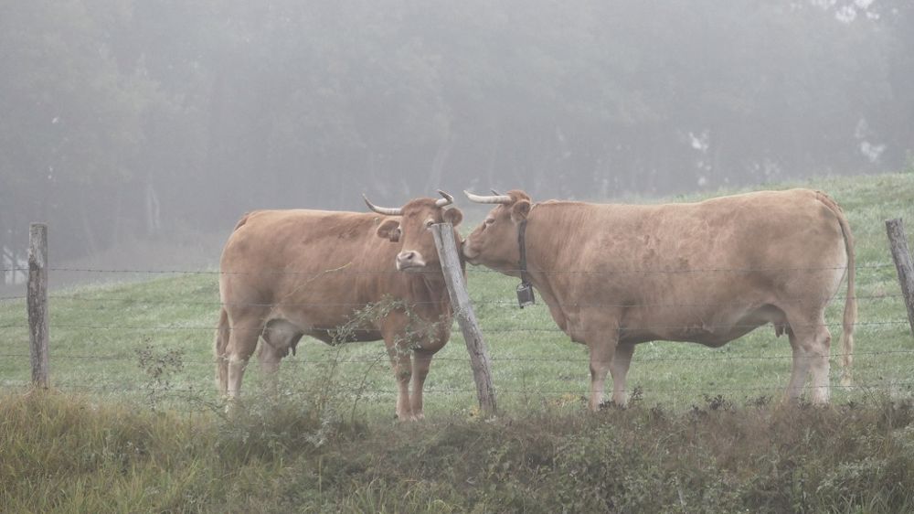 La FNB reproche à l'aval de la filière de ne pas proposer de perspectives encourageantes pour le renouvellement des générations. (© Pixabay - MrsBrown)