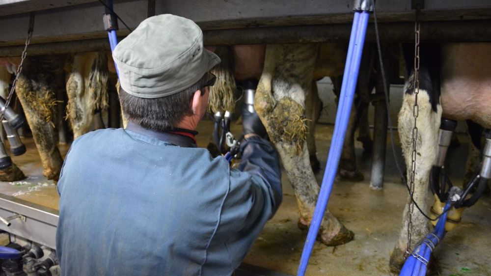 Le nouveau plan d'aide de 6 millions d'euros de Sanders inclut l'amélioration du bien-être des éleveurs et de leurs animaux. (©Terre-net Média)