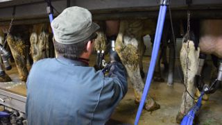 Le nouveau plan d'aide de 6 millions d'euros de Sanders inclut l'amélioration du bien-être des éleveurs et de leurs animaux. (©Terre-net Média)