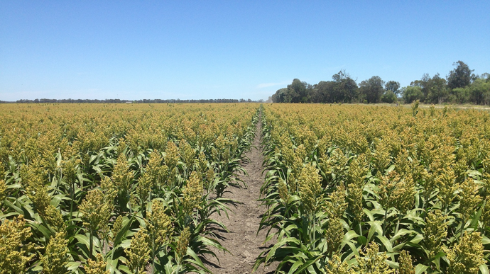 Le sorgho supporte mieux la chaleur que le maïs, avec une température optimale de 35°C contre 31°C pour le maïs. (©Pixabay - Gentryj)