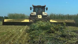 Les cultures intermédiaires à vocation énergétique (Cive) sont souvent récoltées à moins de 30 % MS ce qui provoque des écoulements de jus au silo. (©Arvalis) Les cultures intermédiaires à vocation énergétique (Cive) sont souvent récoltées à moins de 30 % MS ce qui provoque des écoulements de jus au silo. (©Arvalis)