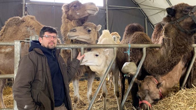 À la Camélerie, Julien élève 80 chameaux pour la production laitière
