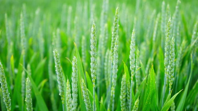 USDA’s Estimate Shows Expected Fall in American Wheat Crop Yields, Causing Prices to Rise Slightly Due to Drought