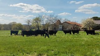  Pour « se démarquer avec de la viande de qualité », les éleveurs sont en train de passer d'un troupeau Limousin à Angus.<br />(©aqui! Le journal numérique de Nouvelle-Aquitaine / <a href="https://www.salon-agriculture.fr/" title="Site web du Salon de l'agriculture de Nouvelle-Aquitaine" target="_blank">Salon de l'agriculture de Nouvelle-Aquitaine</a> / AgriwebTV)