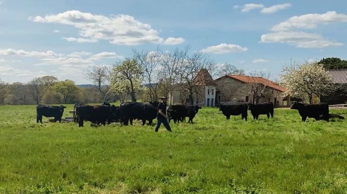  Pour « se démarquer avec de la viande de qualité », les éleveurs sont en train de passer d'un troupeau Limousin à Angus.<br />(©aqui! Le journal numérique de Nouvelle-Aquitaine / <a href="https://www.salon-agriculture.fr/" title="Site web du Salon de l'agriculture de Nouvelle-Aquitaine" target="_blank">Salon de l'agriculture de Nouvelle-Aquitaine</a> / AgriwebTV)