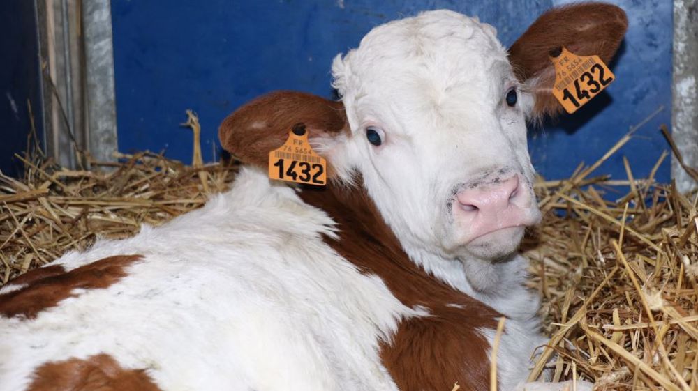 Avec de nouveaux débouchés, il sera peut-être plus intéressant pour les éleveurs laitiers demain d'élever leurs veaux pour la production de carcasses légères. (©Terre-net Média)