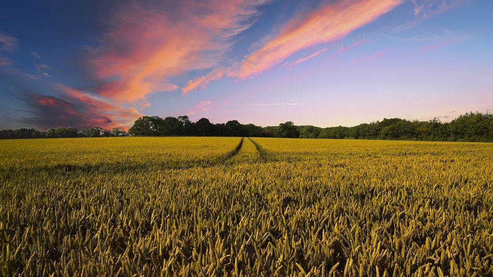 Frans Timmermans a particulièrement insisté sur les enjeux en matière de biodiversité, au moment où les négociations se compliquent autour de la loi de restauration de la nature. (©<a href="https://pixabay.com/fr/photos/la-campagne-r%C3%A9colter-agriculture-2326787/" target="_blank">The Digital Artist/Pixabay</a>)