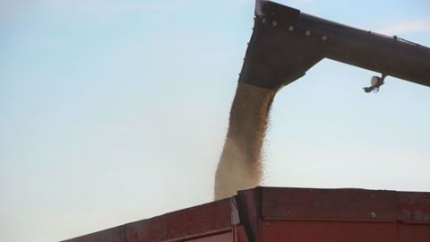 La Russie devrait produire 85 Mt de blé, soit + 3,5 Mt par rapport à 2022. (©Terre-net Média) La Russie devrait produire 85 Mt de blé, soit + 3,5 Mt par rapport à 2022. (©Terre-net Média)