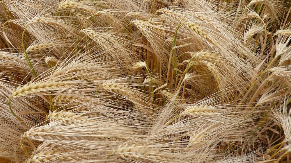 Agreste vient de publier ses premières estimations de rendements en orge d'hiver pour la moisson 2023. (©Terre-net Média)
