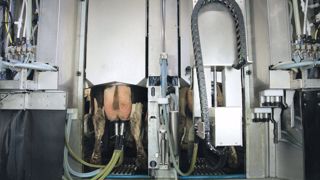 La vache est détendue et n’est pas stressée La vache est détendue et n’est pas stressée