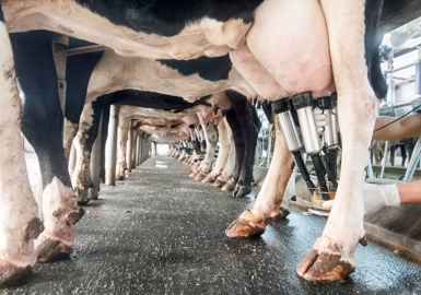Les levures probiotiques permettent l’optimisation de l’efficacité alimentaire pour de meilleurs résultats en termes de production laitière   © toa555- stock.adobe.com