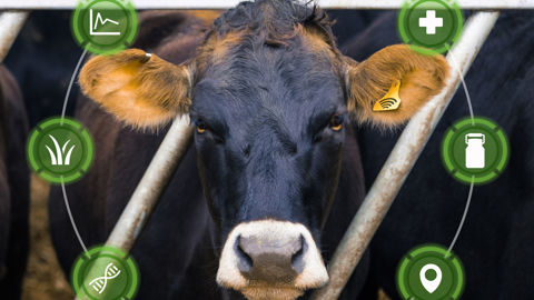 S’assurer de l’efficacité de la ration de ses laitières ? Un bon réflexe, à l’heure où les prix des matières premières s’envolent et où les épisodes de canicule se multiplient.