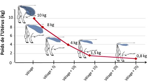 Comment observer l’involution utérine de ses vaches ?
