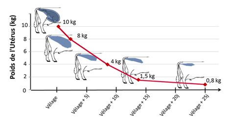 Involution utérine
